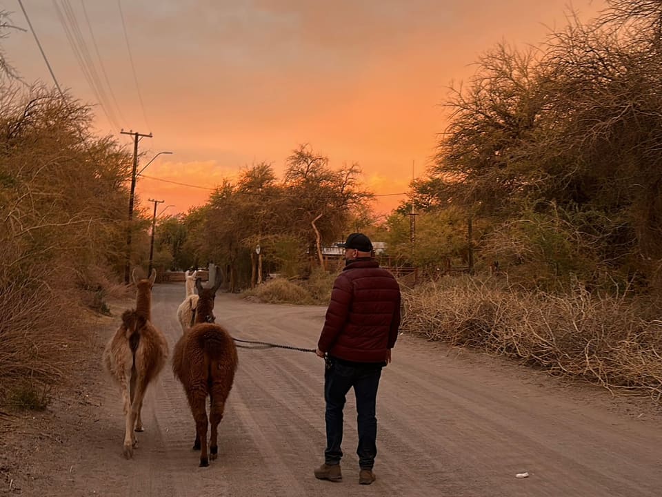 Viajantes caminhando com lhamas em uma estrada de terra ao entardecer