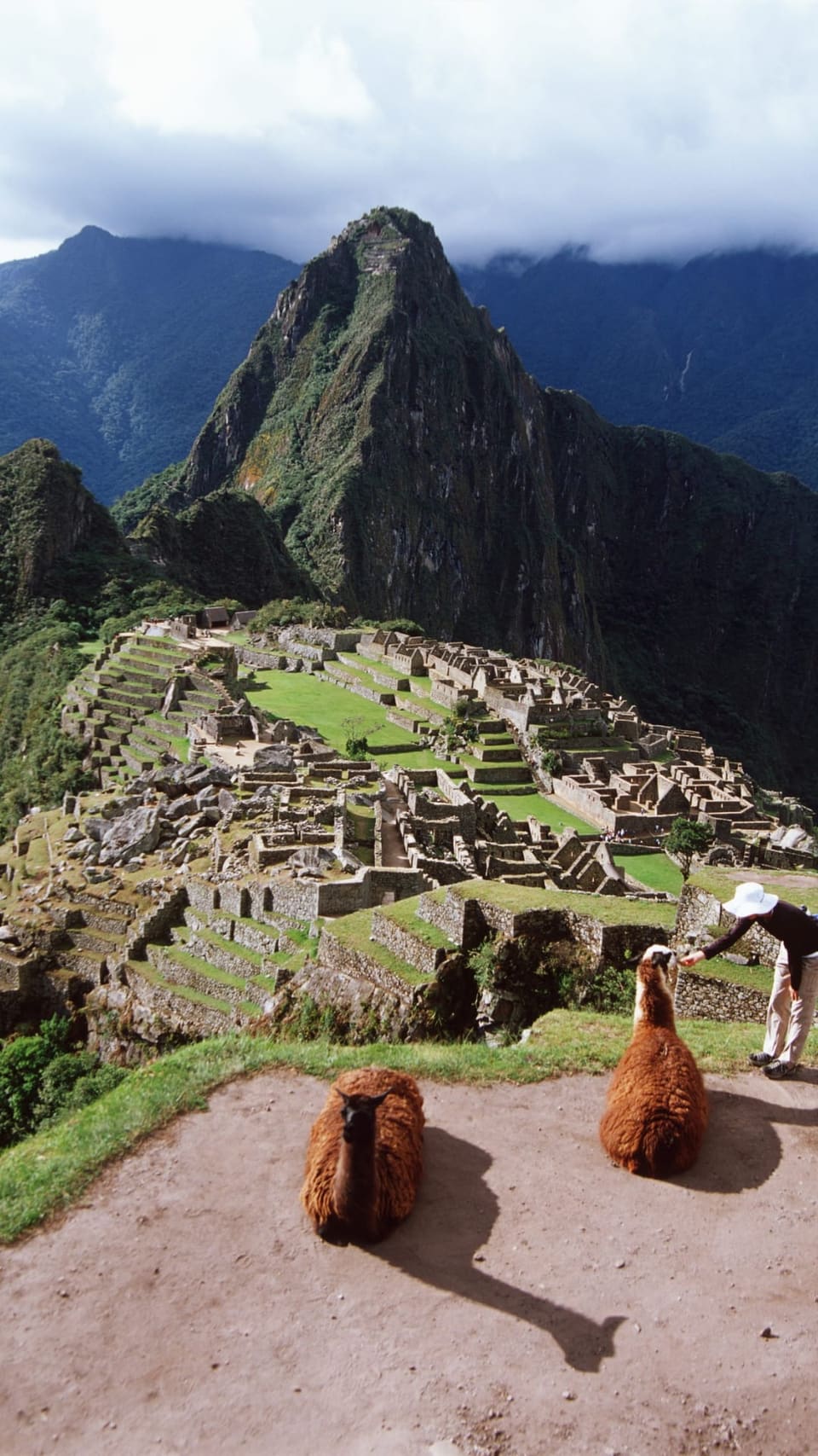 Cidadela de Machu Picchu com o Huayna Picchu ao fundo e lhamas em primeiro plano