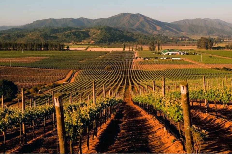 Vinhedos do Valle de Casablanca ao entardecer