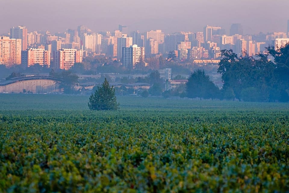 Vinhedos da Cousiño Macul com os prédios de Santiago ao fundo