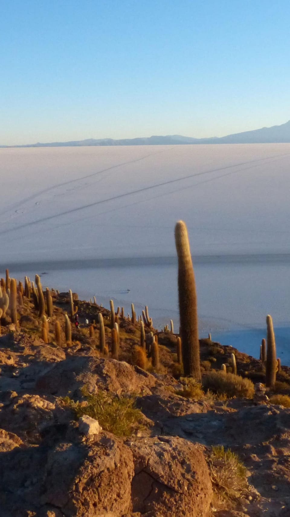 Cactos gigantes da Isla Incahuasi diante da imensidão branca do Salar de Uyuni